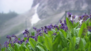 Unter unserem Himmel - Klimawandel in den Alpen: Pflanzen im Hochgebirge | Bild: BR