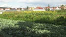 Unter unserem Himmel, Kümmerli und Sonnenhut – im Schweinfurter Mainbogen: Gemüse- und Obstfelder, im Hintergrund Sennfeld | Bild: BR