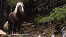Unter unserem Himmel, Noriker - eine alte Pferderasse: Brauner Noriker mit weißer Mähne | Bild: BR