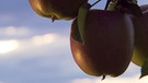 Unter unserem Himmel - Obstbauern am Bodensee: Nahaufnahme  von drei Äpfeln am Baum vor blauem Himmel | Bild: BR