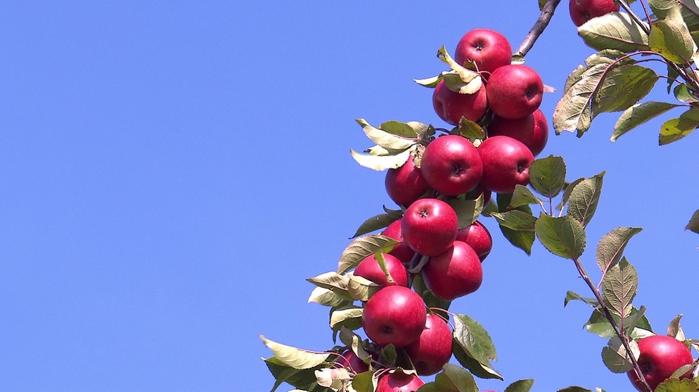 Unter unserem Himmel - Obstbauern am Bodensee: Rote Äpfel am Ast vor blauem Himmel | Bild: BR