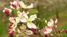 Unter unserem Himmel - Obstbauern am Bodensee: Weiß-rosa Apfelblüten am Baum | Bild: BR