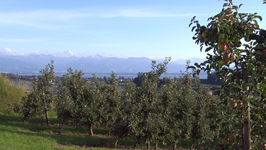 Unter unserem Himmel - Obstbauern am Bodensee: Apfelplantage | Bild: BR