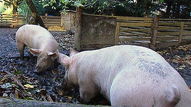 Schweine im Garten von Christian Forster-Gress und Rudolf Veith in Pfarrkirchen | Bild: BR/Volker Gabriel