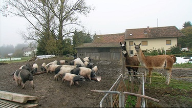Gedreht wurde auch in der Nähe von Kirchberg im Bayerischen Wald auf dem Hof von Max Scherm, der sich auf die Zucht alter Schweinerassen und auf die Vermarktung von ökologisch erzeugtem Schweinefleisch spezialisiert hat. | Bild: BR