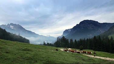 Anfang Juni bringt die Familie Kuchelbauer ihre Kühe vom Kederbacherlehen auf die Niederalm. | Bild: BR
