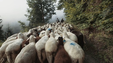 150 Schafe werden auf eine neue Weide gebracht. Regelmäßige Beweidung aller Flächen des Skigebietes ist wesentlicher Bestandteil des von Walter Schmiedhofer initiierten Gemeinschaftsprojektes der Ennstaler Schafbauern. | Bild: BR/Bernhard Wohlfahrter