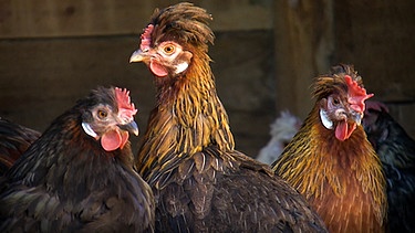 Eine alte Hühnerrasse sind auch die "Altsteirer". Es gibt sie in verschiedenen Farbschlägen: wildfarbene, schwarze, weiße, rotgesattelte und sogar blaue.  | Bild: BR
