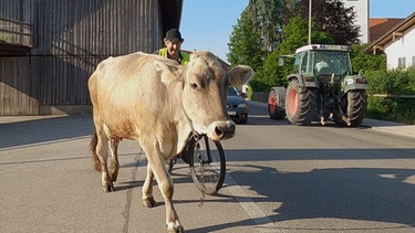 Von Bauern und ihren Kühen: Karl Wegele treibt seine Kühe jeden Tag auf die Weide | Bild: BR