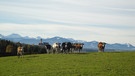 Unter unserem Himmel - Das liebe Rindvieh: Das Allgäu ist eine der wenigen Gegenden Bayerns, wo die Bauern ihre Kühe noch auf die Weide lassen. | Bild: BR
