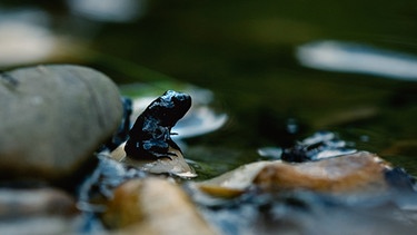 Erdkrötenhüpferling im Biotopteich | Bild: BR