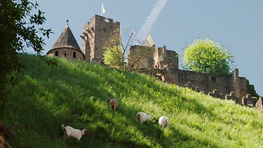 Ziegen auf den steilen Hänge an der Wertheimer Burgruine in Tauberfranken | Bild: BR/Rupert Heilgemeir