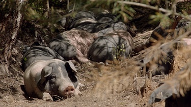 UuH: Agroforst: Schweine suhlen sich im aufgelockerten Boden | Bild: BR/Dieter Nothhaft