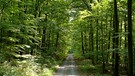 Unter unserem Himmel - Wälder in Bayern: Ein Weg führt durch einen grünen Wald. | Bild: BR