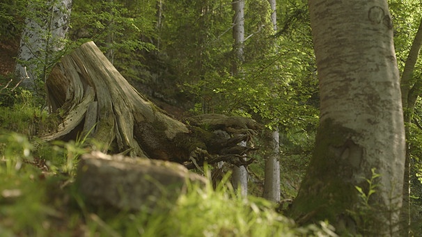 Unter unserem Himmel - Wälder in Bayern: Ein entwurzelter Baumstumpf im Wald | Bild: BR