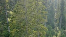 Unter unserem Himmel - Wälder in Bayern: Mischwald von oben | Bild: BR