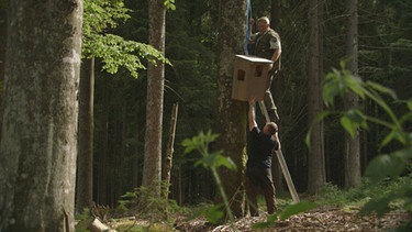 Um der Waldeule eine Brutalternative zu Baumhöhlen zu bieten, stellen die Ranger Nistkästen auf. | Bild: BR