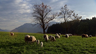 Schafe in der Nähe des Simssee | Bild: BR