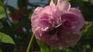 Unter unserem Himmel - Zeit für Rosen: Rosa Blüten der "Rosa damaszena" am Strauch | Bild: BR