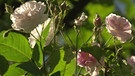 Unter unserem Himmel - Zeit für Rosen: Weiße bis zartrosa Rosen am Strauch | Bild: BR