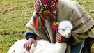 Peru: Kind übernimmt Patenschaft für ein Alpaka | Bild: BR/Angelika Vogel