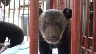 Befreites Bärenbaby in Vietnam | Bild: BR
