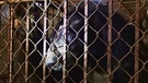 Bären in Vietnam im Käfig | Bild: BR