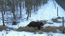 Bärenkur in Bad Füssing | Bild: BR