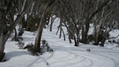 Eukalyptusbäume im Schnee | Bild: BR/Angelika Sigl