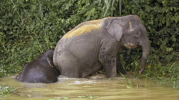 Kinabatangan Elefanten | Bild: BR