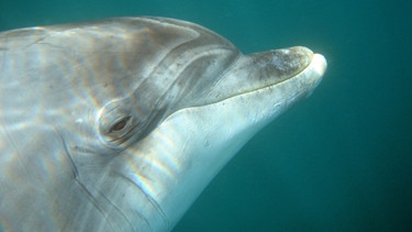 Delfinweibchen Mara | Bild: NDR/NDR/Roland Gockel