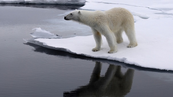 Tierwelt der Arktis: Eisbär auf Spitzbergen | Bild: BR/Kai Schubert