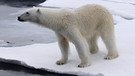 Tierwelt der Arktis: Eisbär auf Spitzbergen | Bild: BR/Kai Schubert