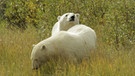 Eisbären in der Hudson Bay | Bild: BR/Angelika Sigl