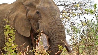 Elefant - Big Tusker | Bild: BR