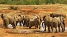 Elefantenherde im Kruger Nationalpark | Bild: BR