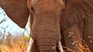 Elefant - Big Tusker | Bild: BR