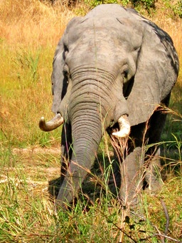 Big Tusker: Die Elefanten Afrikas | Welt der Tiere | BR Fernsehen | Fernsehen | BR.de