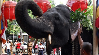 Elefant am Perahera-Fest | Bild: picture-alliance/dpa