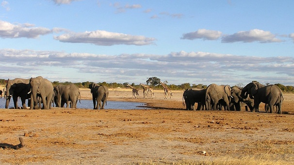 Elefanten im Hwange Nationalpark  | Bild: BR/Catherine Kanhema