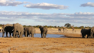 Elefanten im Hwange Nationalpark  | Bild: BR/Catherine Kanhema