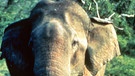 Cross - aus dem Tagebuch einer Elefantenkuh | Bild: BR