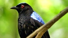 Elfenblauvogel | Bild: BR/Jurong BirdPark