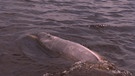 Flussdelfin | Bild: BR