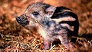 Wildschweine: Frischling | Bild: BR/Angelika Sigl