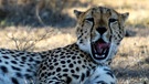 Gepard | Bild: BR/Udo A. Zimmermann