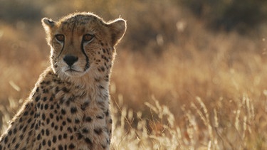 Gepard | Bild: BR