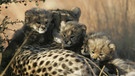 Gepard | Bild: BR/Gus Mills