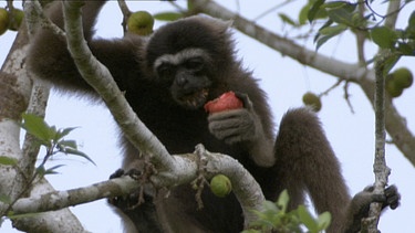 Borneo: Gibbon | Bild: BR / Felix Heidinger