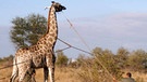 Krüger-Nationalpark: der Giraffen-Bulle wehrt sich | Bild: BR/Christian Herrmann